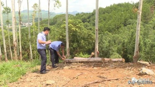 武宣警方雷霆出擊，連破六起濫伐林木案，守護綠色家園