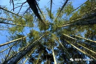 新西蘭經(jīng)濟林木瑰寶 輻射松（Radiata Pine）